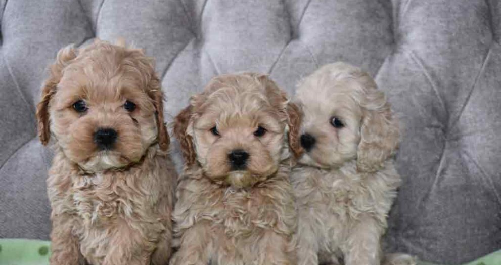 Beachwood Canyon Dog Lover