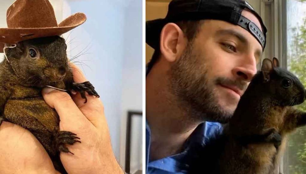 Pet Squirrel Peanut and Raccoon Fred’