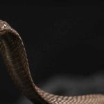 Hurricane Erin Path Tracker: Category 4 Storm’s Path and Impacts for 2025