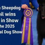 Thanksgiving Weekend 2025 in America: Major Events, Parades & Light Festivals