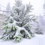 FIFA World Cup 2026 Boycott Call January Amid Trump Policies